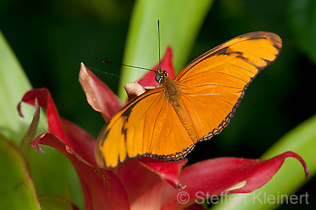 077 Julia-Falter - Dryas julia